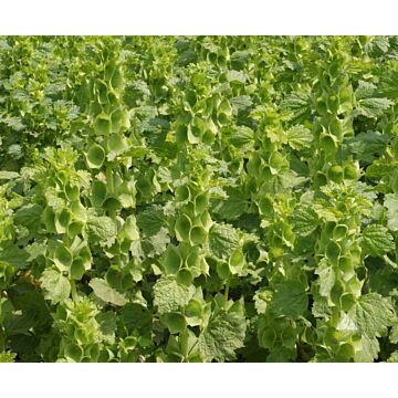 Rohrer Seeds 14-21 1/4 in 15 in Semi Hardy Annual Bells of Ireland Seeds