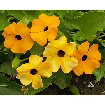 Rohrer Seeds 10-14 1/4 in 3-12 in Annual Blk-Eyed Susan Vine Seeds