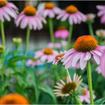 Rohrer Seeds Echinacea Purple Coneflower Seeds