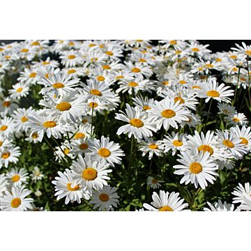 Rohrer Seeds 10-12 1/8 in 12-24 in Perennial Shasta Daisy Seeds
