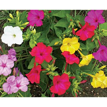 Rohrer Seeds Mirabilis Jalapa 7-10 1/4 in Perennial Four O ftClock Mixed Color Seeds