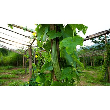 Rohrer Seeds 7-14 1/2 in 1 in Luffa Gourd Seeds