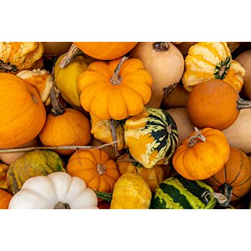 Rohrer Seeds 6-10 1/2 in 12 in Small Fruited Mixed Gourd Seeds