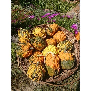 Rohrer Seeds SMALL WARTED GOURDS
