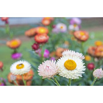 Rohrer Seeds 12-21 12-15 in 12-40 in Annual Tall Helichrysum Mixed Strawflower Seeds
