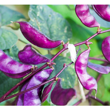 Rohrer Seeds Hyacinth Bean Vine Seeds