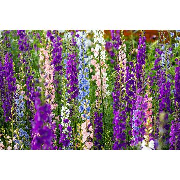 Rohrer Seeds 21-28 1/8 in 10-12 in Annual Choice Mixed Larkspur Seeds