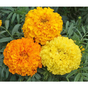 Rohrer Seeds Crackerjack Marigold Seeds