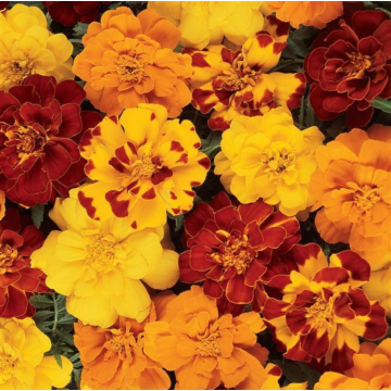 Rohrer Seeds Durango Outback Marigold Mixed Seeds