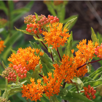 Rohrer Seeds Butterfly Milkweed Seeds