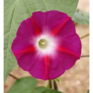 Rohrer Seeds Ipomoea Nil 7-14 1/2 in Annual Scarlet O ftHara Morning Glory Seeds