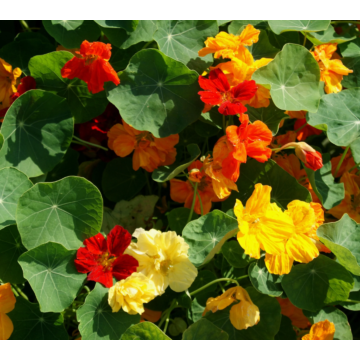 Rohrer Seeds Whirlybird Mixed Nasturtium Seeds