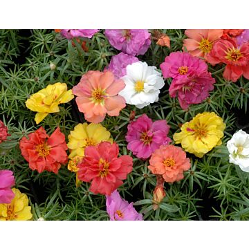 Rohrer Seeds Portulacaceae 7-14 1/8 in Annual Double Mixed Portulaca Seeds