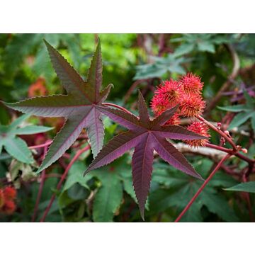 Rohrer Seeds Castor Bean Flowers