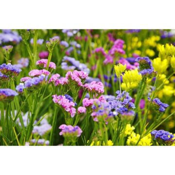 Rohrer Seeds Limonium Sinuatum Sinuata Statice Mixed Flower Seeds