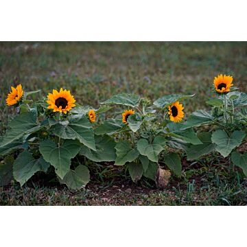Rohrer Seeds Helianthus Annuus 7-10 1/2 in Annual Junior Sunflower Seeds