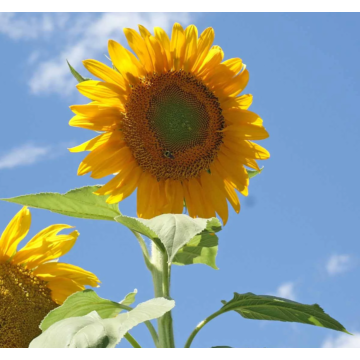 Rohrer Seeds Mammoth Russian Sunflower Seeds