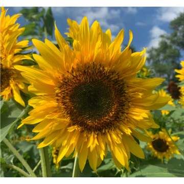 Rohrer Seeds Starburst Lemon Eclair Sunflower Seeds