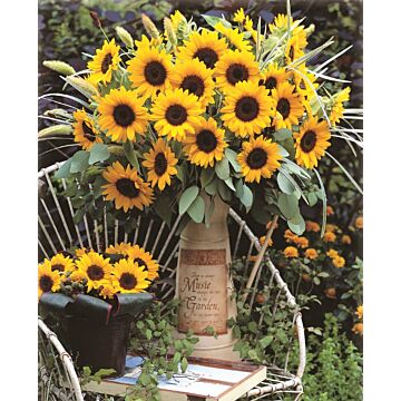Rohrer Seeds Helianthus Annuus 10-14 1/2 in Annual Sunrich Orange Sunflower Seeds