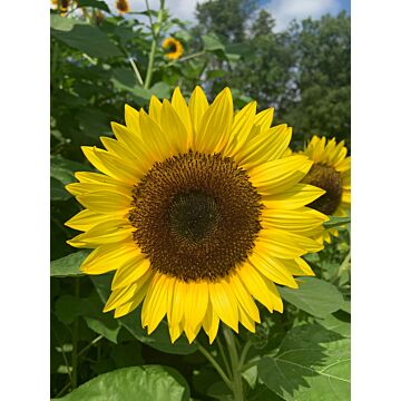 Rohrer Seeds Helianthus Annuus 7-21 1/2 in Annual Dwarf Sunspot Sunflower Seeds