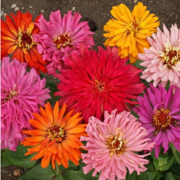 Rohrer Seeds Cactus Flowered Mix Zinnia Seeds