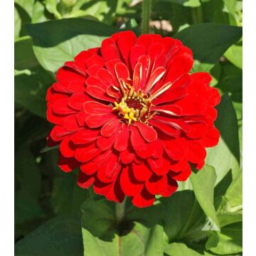 Rohrer Seeds 7-10 1/4 in 6-8 in Annual Cherry Queen Zinnia Seeds