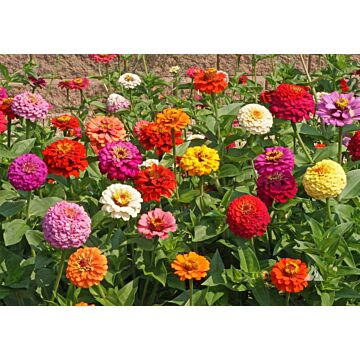 Rohrer Seeds Zinnia Elegans 5-8 1/4 in Annual Cut & Come Again Mixed Zinnia Seeds