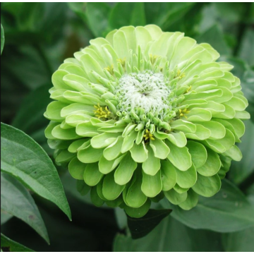 Rohrer Seeds Envy Green Zinnia Seed Packet