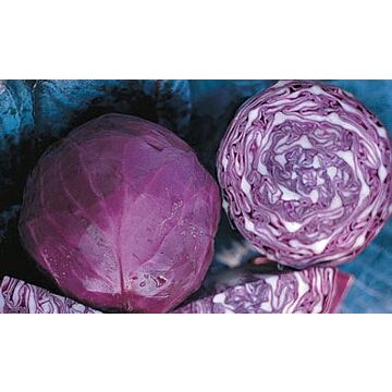 Rohrer Seeds Red Acre Cabbage