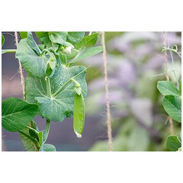 Rohrer Seeds Dwarf WhiteBlossom SugerPeas 1lb