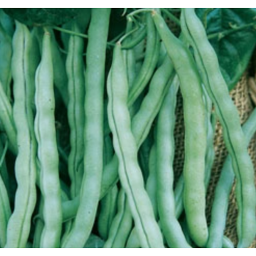 Rohrer Seeds Kentucky Wonder Pole Bean Seeds - 2 oz