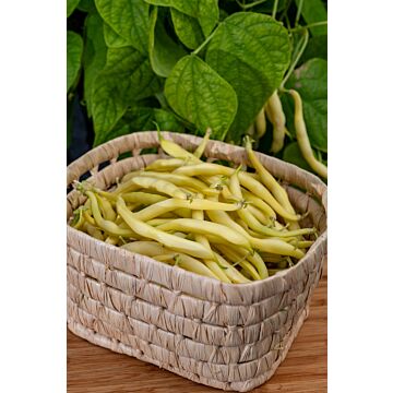 Rohrer Seeds 2 oz 8-16 1-1 1/2 in Round Yellow Pod Pusj Pencil Pod/BlackWax Bean Seeds