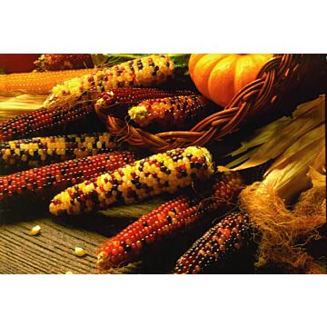 Rohrer Seeds 2 oz Yellow (White When Popped) 5-10 Indian Fingers Ornamental Popcorn Seeds