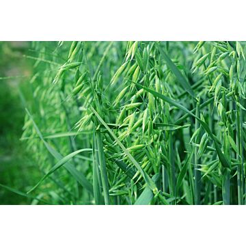 Rohrer Seeds 5 lb 2000 sq-ft Spring Oats Cover Crop Seeds