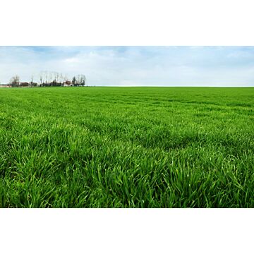 Rohrer Seeds 5 lb 1000 sq-ft Winter Rye Cover Crop Seeds