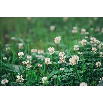 Rohrer Seeds 1 lb 4000 sq-ft Rohrer Seeds White Clover Seed