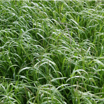 Rohrer Seeds Annual Ryegrass - 1lb