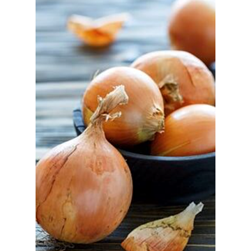 Rohrer Seeds Yellow Sweet Spanish Onion Seeds - 1 lb