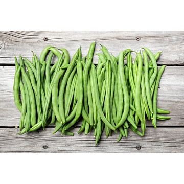 Blue Lake 274 Green Bean Seeds