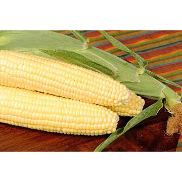 Bodacious Sweet Corn Seeds 