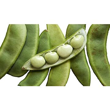 Burpees Improved Bush Lima Bean Seeds