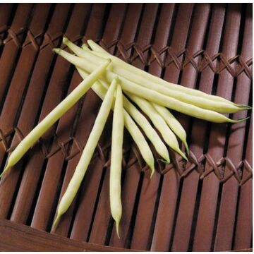 Carson Yellow Bean Seeds