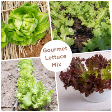 7-10 Days to Germination 1/8 in 1/8 in Gourmet Mixed Lettuce Seeds