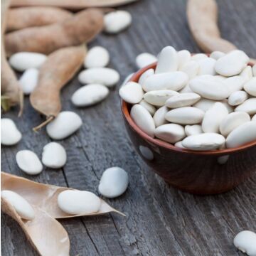 Fordhook #242 Bush Lima Bean Seeds