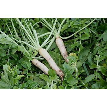 Groundhog Radish Cover Crop Seeds