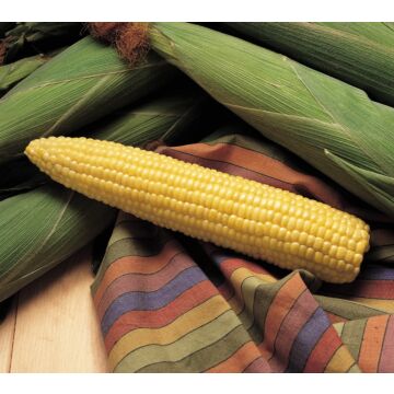 Honey Select Sweet Corn Seeds