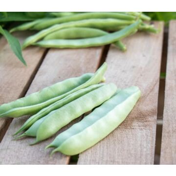 Roma II Bean Seeds
