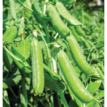 Bolero Pea Seeds 