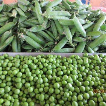 Early Freezer Pea Seeds