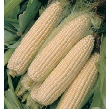 Silver Queen Sweet Corn Seeds